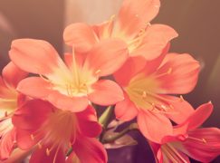 WordPress Theme elements post – test article for Gadgetine