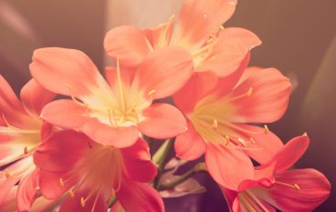 WordPress Theme elements post – test article for Gadgetine