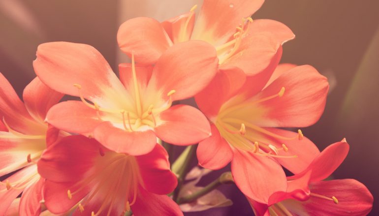 WordPress Theme elements post – test article for Gadgetine