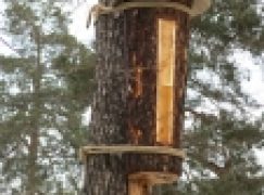 RDLP w Białymstoku – Powrót tradycyjnego bartnictwa