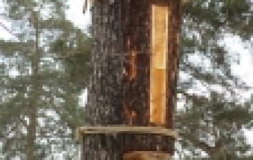 RDLP w Białymstoku – Powrót tradycyjnego bartnictwa