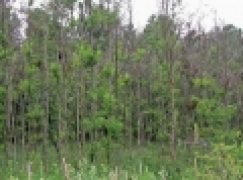 Nadleśnictwo Choczewo – Ustąpić przyrodzie?