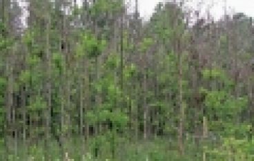 Nadleśnictwo Choczewo – Ustąpić przyrodzie?