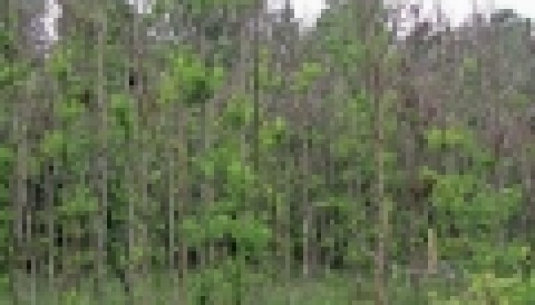 Nadleśnictwo Choczewo – Ustąpić przyrodzie?