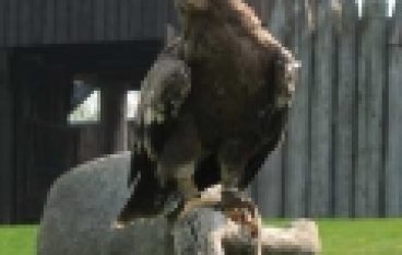 VAT i ochrona przyrody – Nie odliczą za orlika