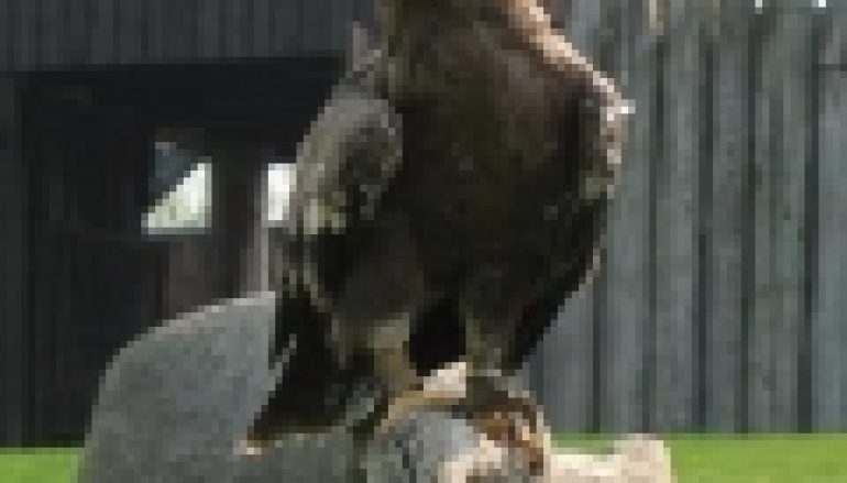 VAT i ochrona przyrody – Nie odliczą za orlika