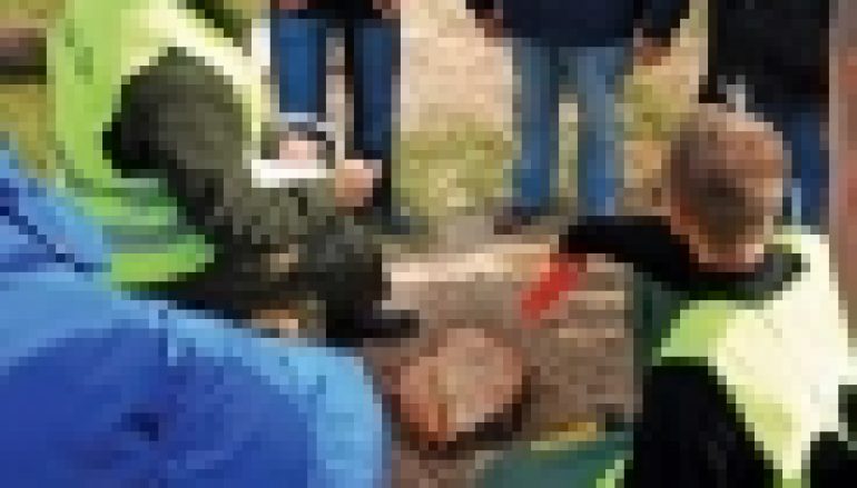 Tagi leśne – „Las i My” po raz pierwszy