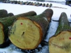 Submisje 2016 – Dąb nadal górą