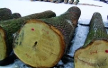 Submisje 2016 – Dąb nadal górą