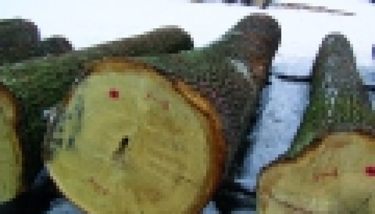 Submisje 2016 – Dąb nadal górą