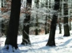 Ogólna ocena ustawy o lasach