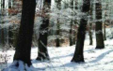 Ogólna ocena ustawy o lasach