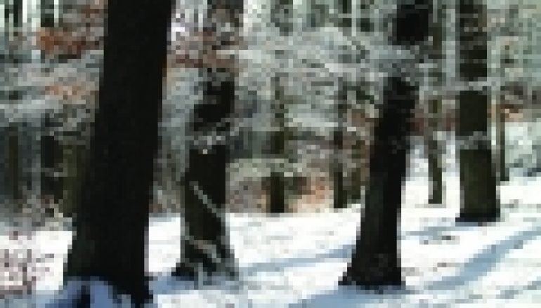 Ogólna ocena ustawy o lasach