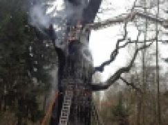 Dąb Chrobry – Powtórka z historii