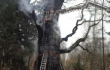 Dąb Chrobry – Powtórka z historii