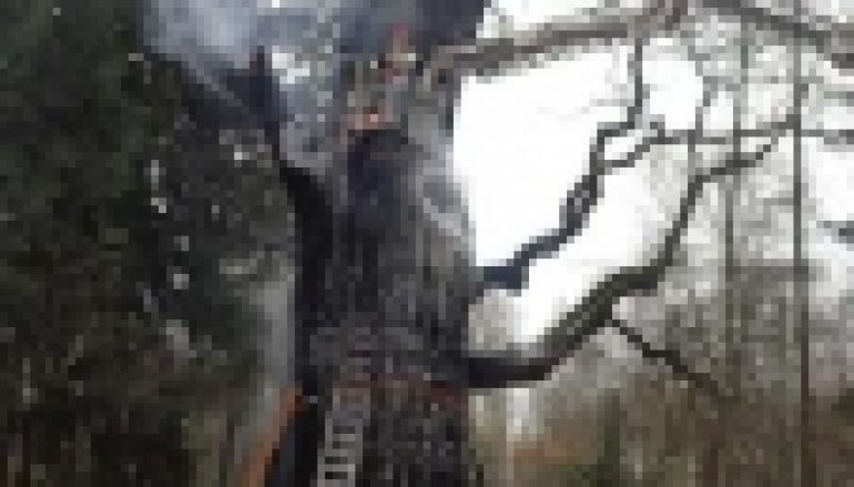 Dąb Chrobry – Powtórka z historii