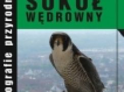 Sokół wędrowny