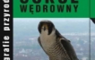 Sokół wędrowny