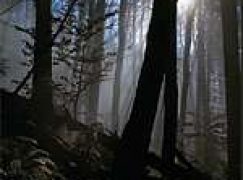 Skarby podkarpackich lasów