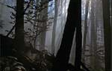 Skarby podkarpackich lasów