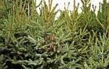 Gospodarstwo stroiszowo-choinkowe