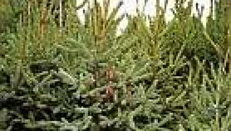 Gospodarstwo stroiszowo-choinkowe