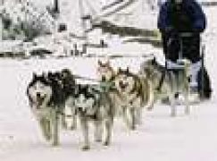 Wyścigi psich zaprzęgów i zawody drwali