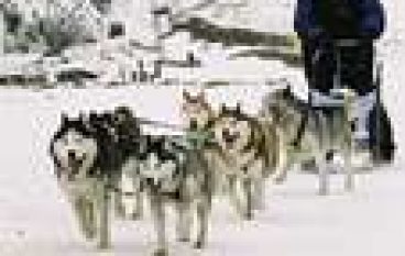 Wyścigi psich zaprzęgów i zawody drwali