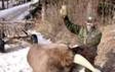 Niedźwiedź dał się nabrać na miód