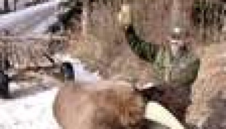 Niedźwiedź dał się nabrać na miód