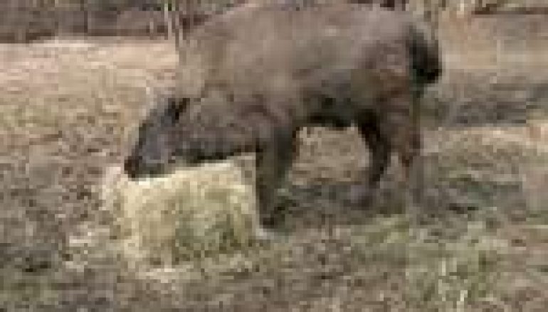 Pubal musi zdziczeć