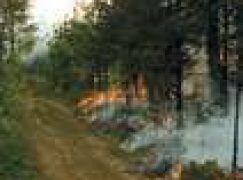 5 tysięcy za podpalacza