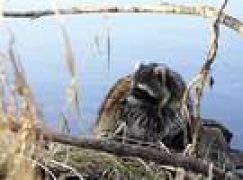 Szop pracz – kolejne zagrożenie!