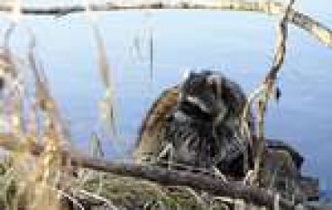 Szop pracz – kolejne zagrożenie!