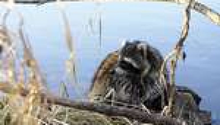 Szop pracz – kolejne zagrożenie!