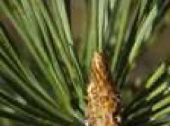 Zapach lasu przeciwdziała globalnemu ociepleniu