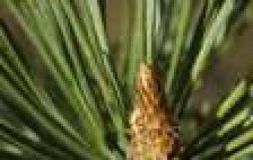 Zapach lasu przeciwdziała globalnemu ociepleniu