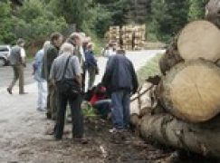 Drzewa umierają stojąc