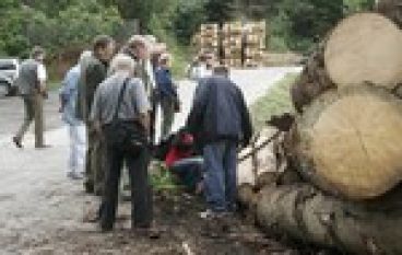 Drzewa umierają stojąc