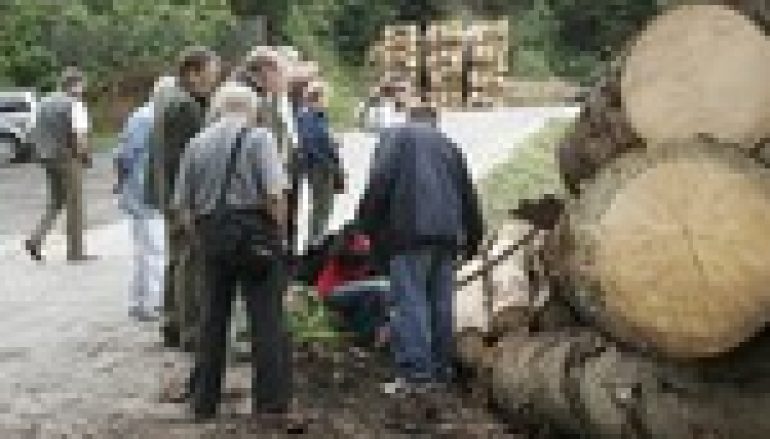 Drzewa umierają stojąc