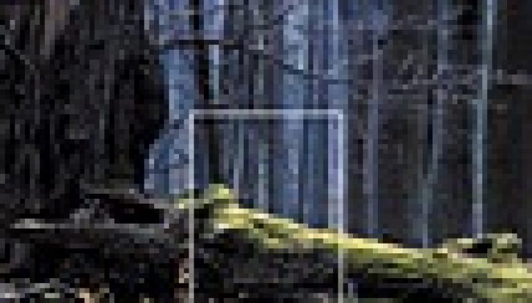 W lasach Podkarpacia