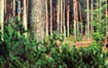 Wczoraj i dziś – Nadleśnictwa Narol