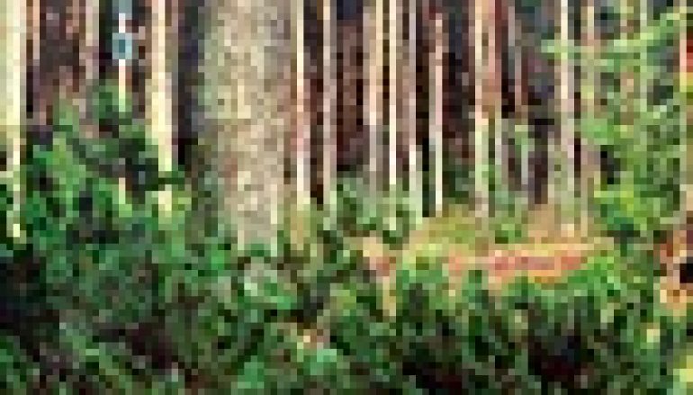 Wczoraj i dziś – Nadleśnictwa Narol