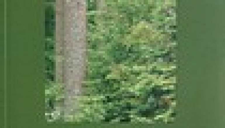 Leśnictwo stymulatorem rozwoju