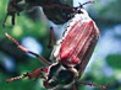 Monitoring chrabąszczowatych