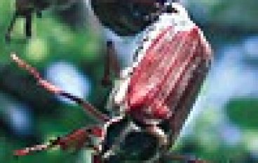 Monitoring chrabąszczowatych