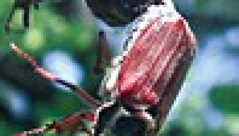 Monitoring chrabąszczowatych