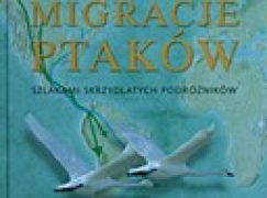 Migracje ptaków