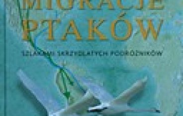 Migracje ptaków