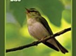 Skrzydlaci sprzymierzeńcy lasu